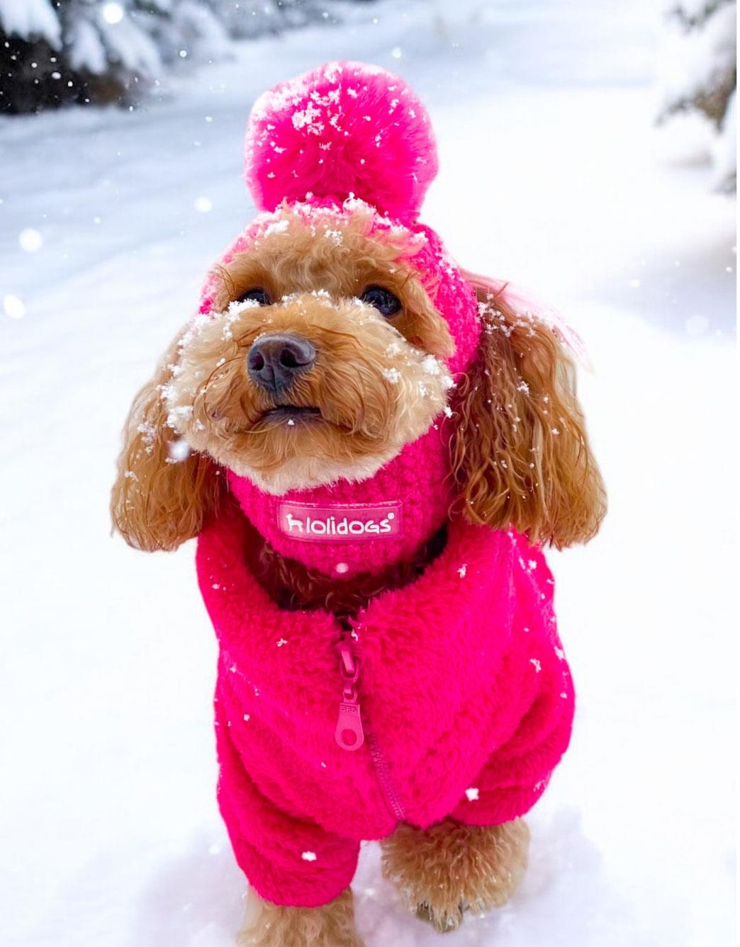 Lolidogs Dog Bomber Jacket Fuchsia