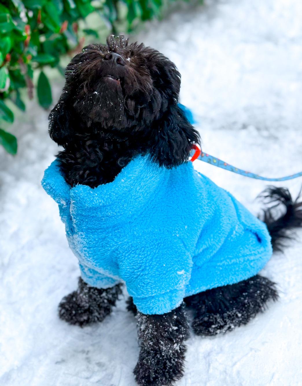 Lolidogs Köpek Bomber Ceket Turkuaz