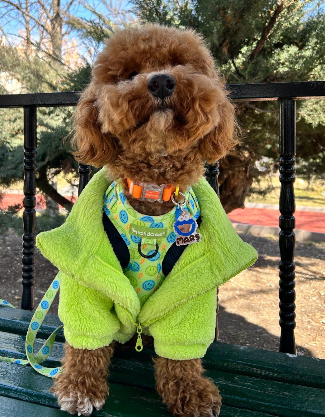 Lolidogs Köpek Bomber Ceket Yeşil