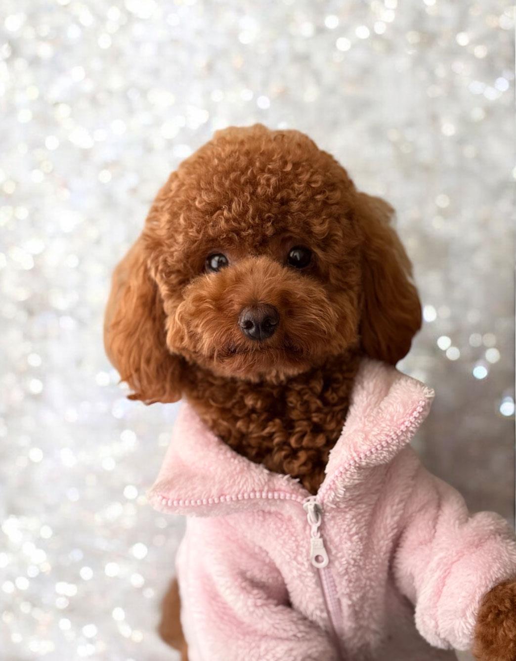 Lolidogs Köpek Bomber Ceket Poudree