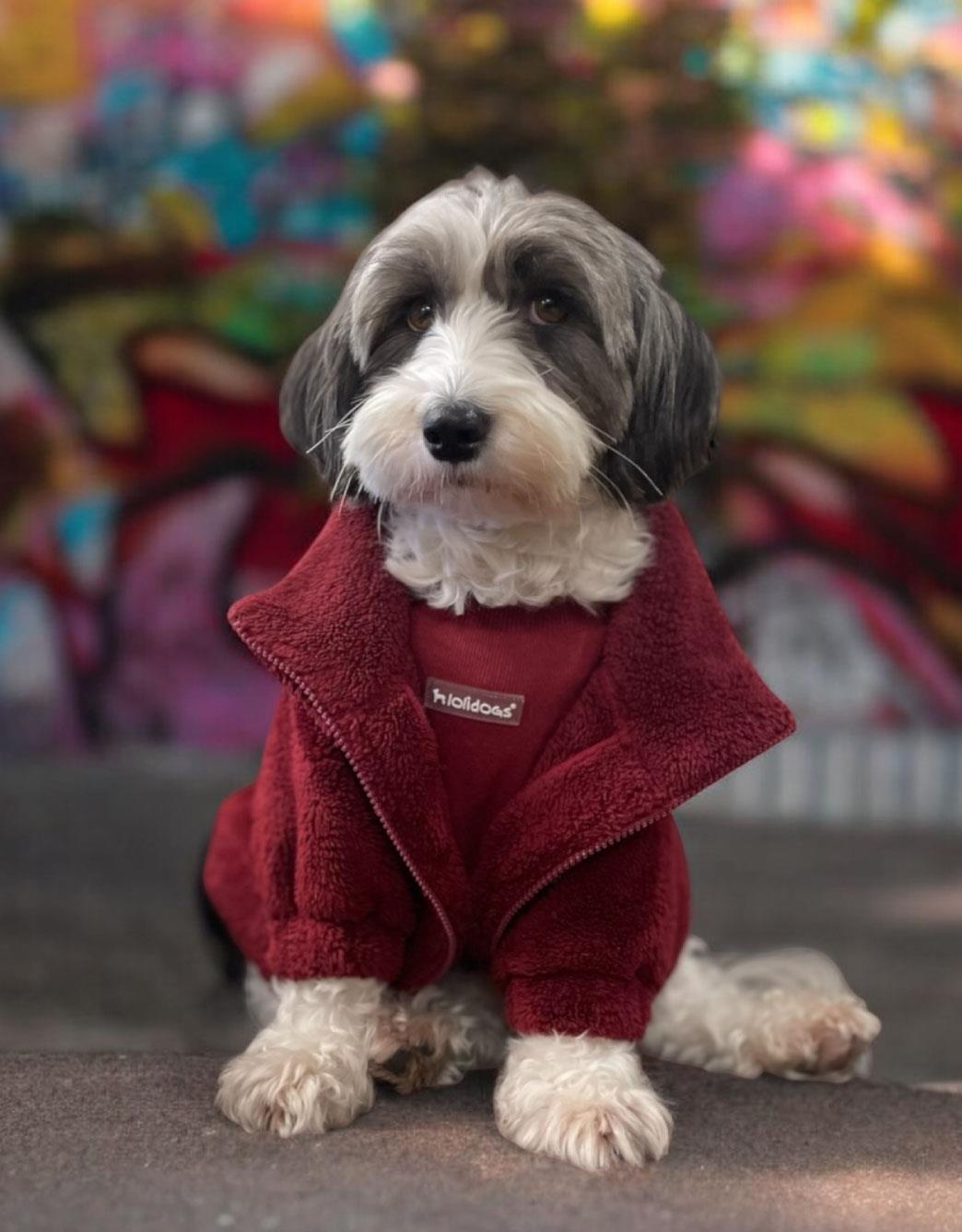 Lolidogs Dog Bomber Jacket Wine