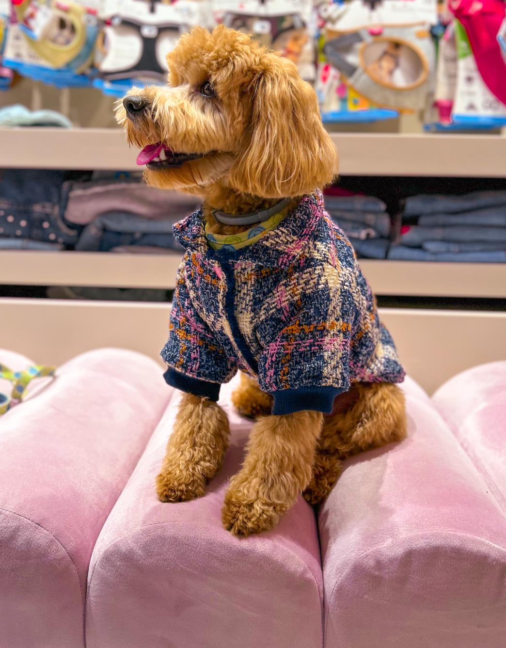 Lolidogs Köpek Montu | Midnight Tweed