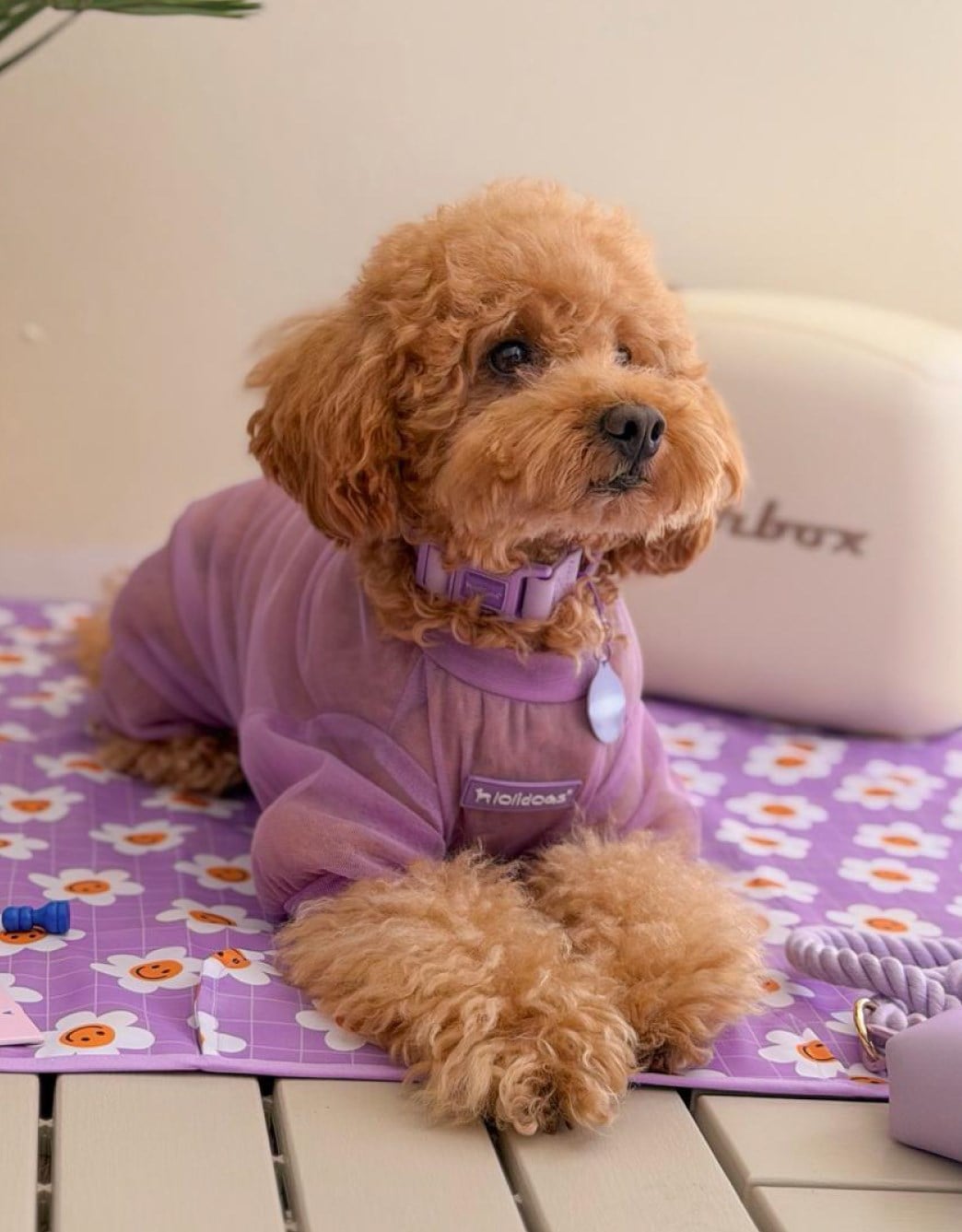 Lolidogs Köpek Tulumu |  Summer Guard Lilac