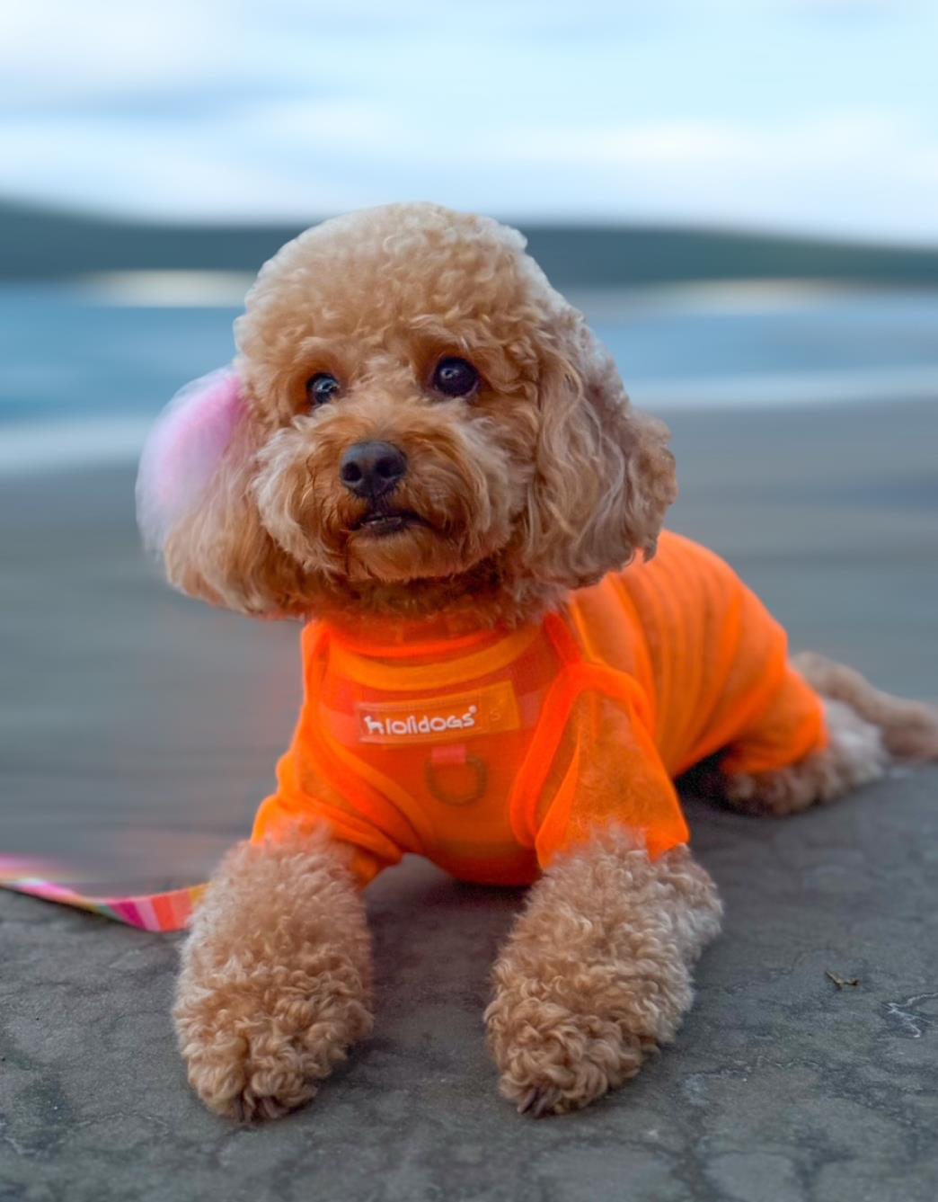 Lolidogs Summer Guard Köpek Tulumu Turuncu