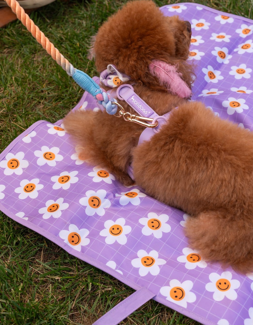 Lolidogs Köpek Travel Mat |  Daisy