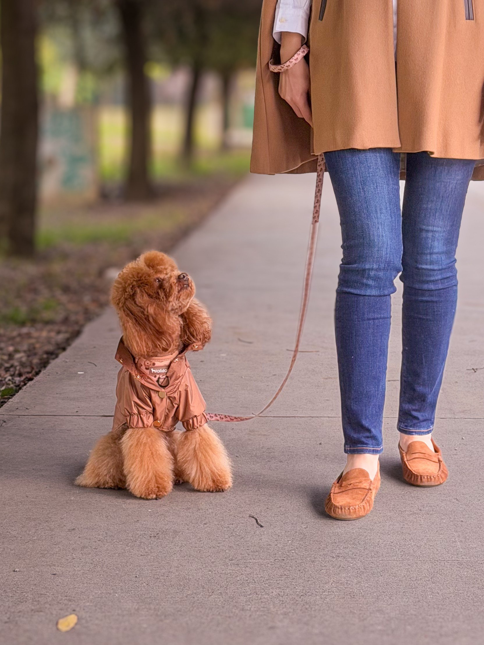 Zoë Pet Atelier × Lolidogs | Yağmurluk Caramel