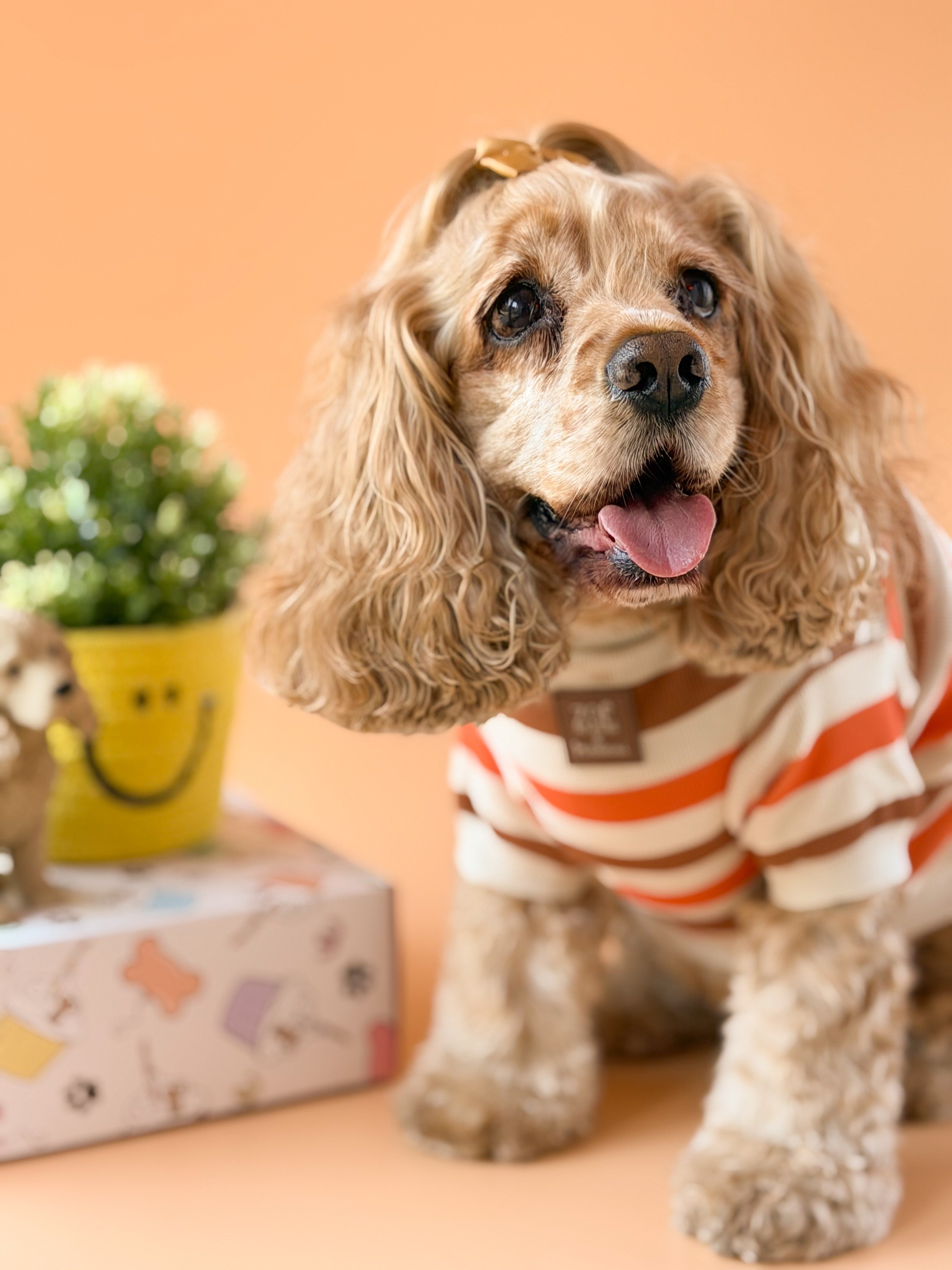 Zoë Pet Atelier × Lolidogs | Basic Stripe Caramel