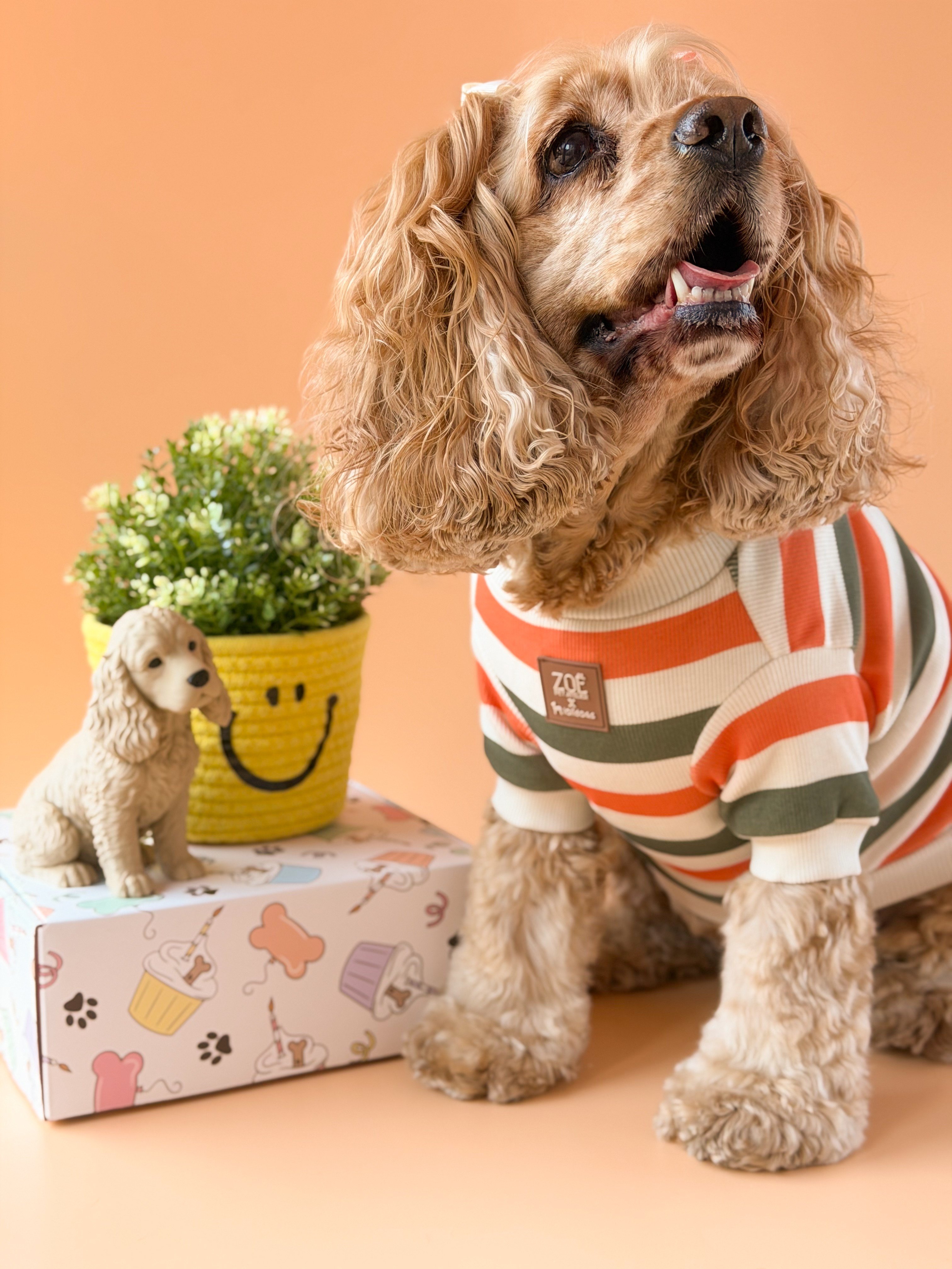Zoë Pet Atelier × Lolidogs | Basic Stripe Army