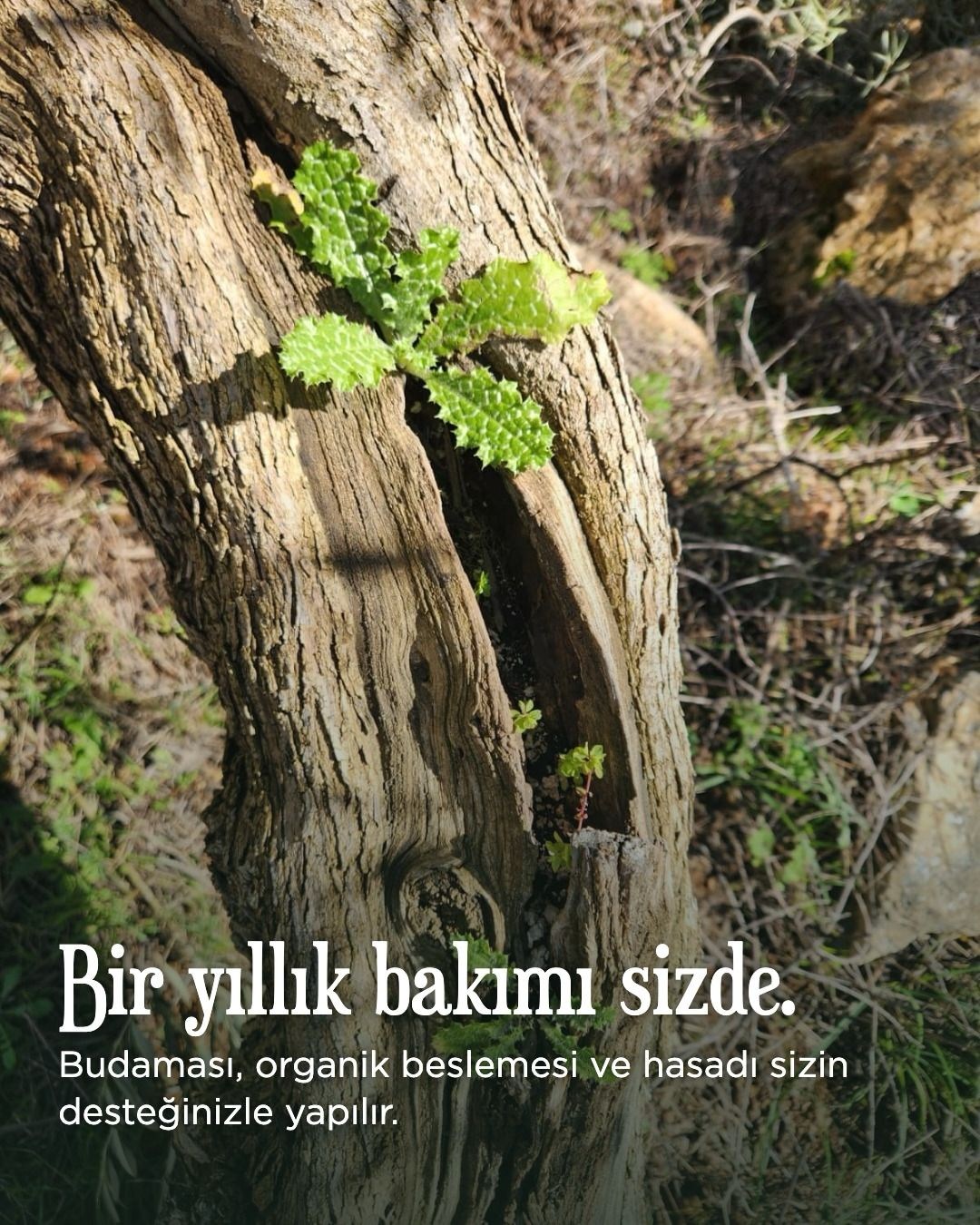 Koruyuculuk Programı