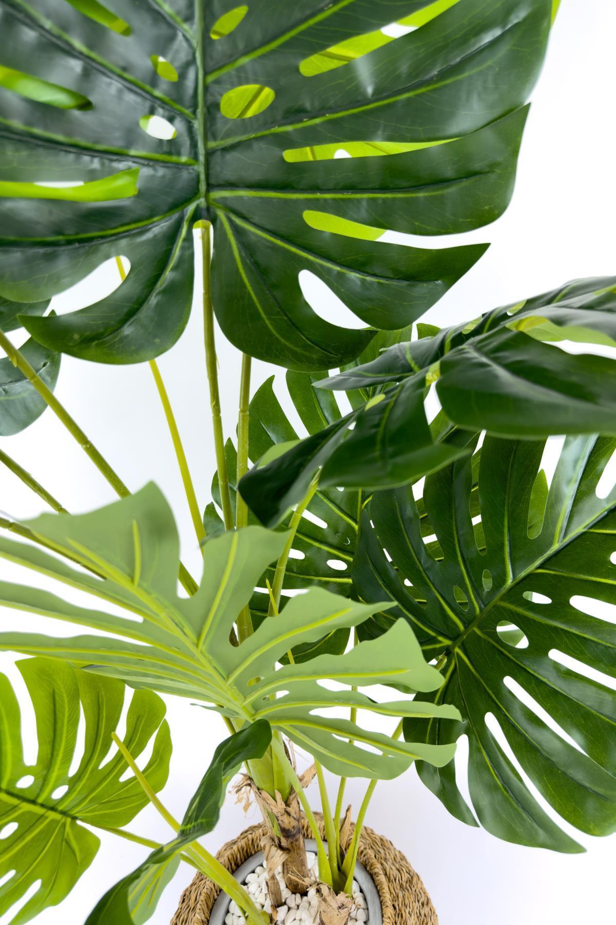 Luxury Monstera Ağacı 180cm Hasır saksıda bohem4