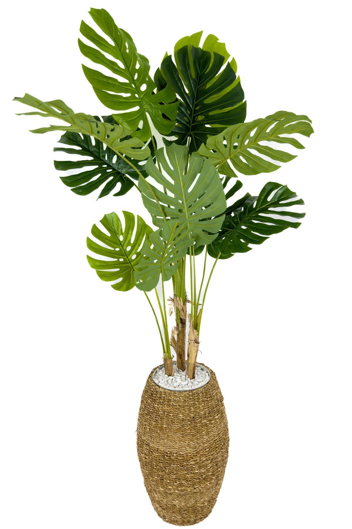 Luxury Monstera Ağacı 180cm Hasır saksıda bohem5