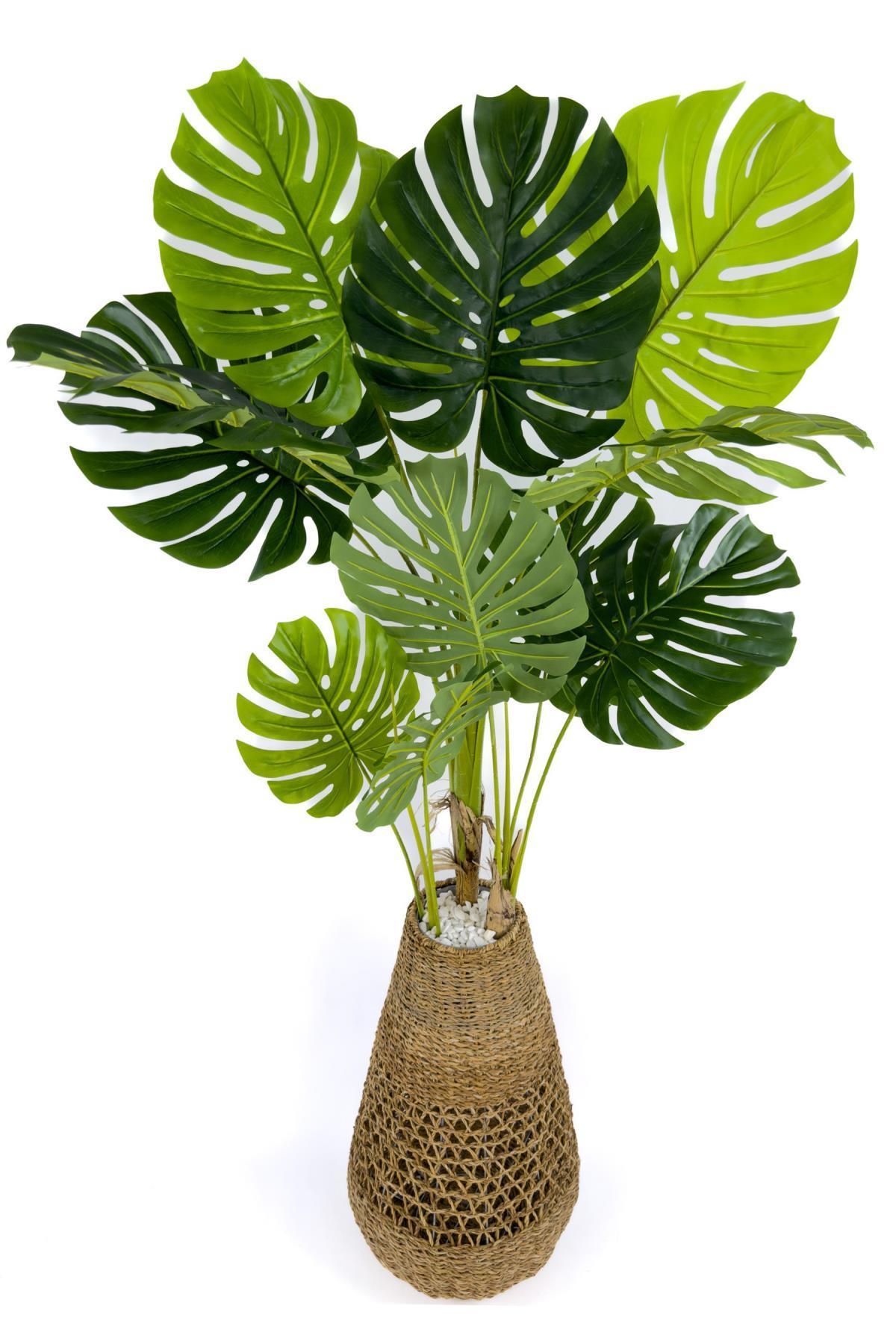 Luxury Monstera Ağacı 180cm Hasır saksıda bohem4