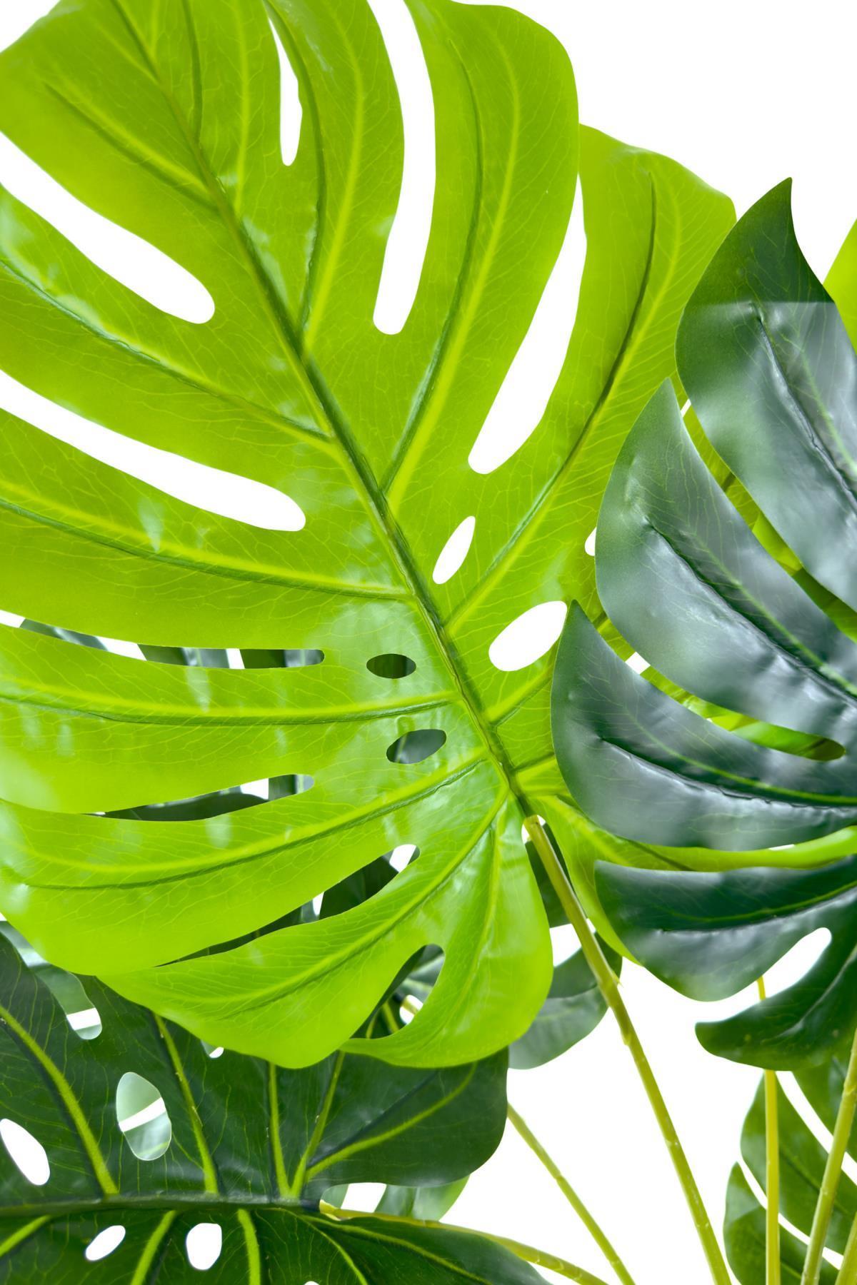 Luxury Monstera Ağacı 180cm Hasır saksıda bohem4