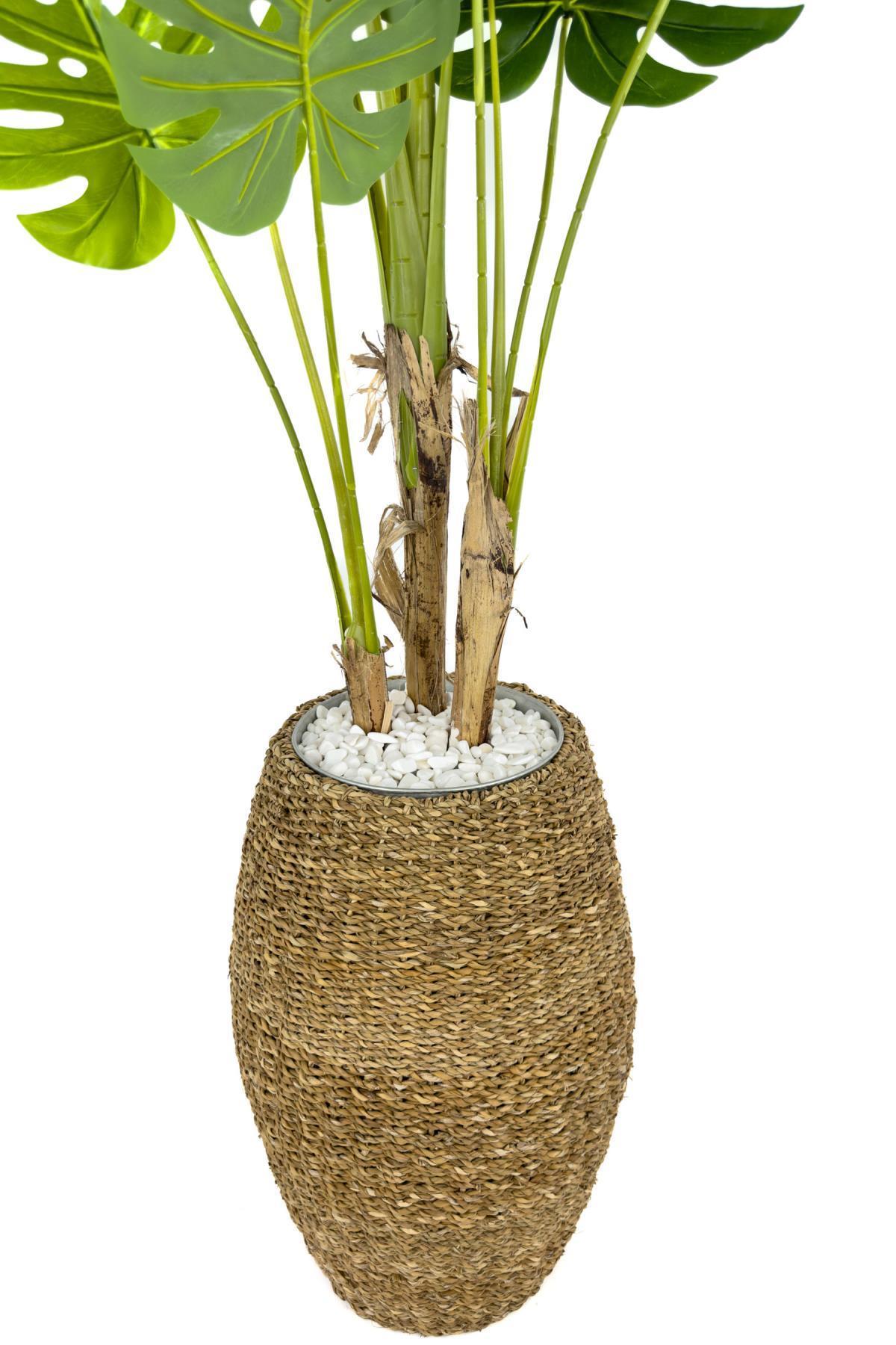 Luxury Monstera Ağacı 180cm Hasır saksıda bohem5
