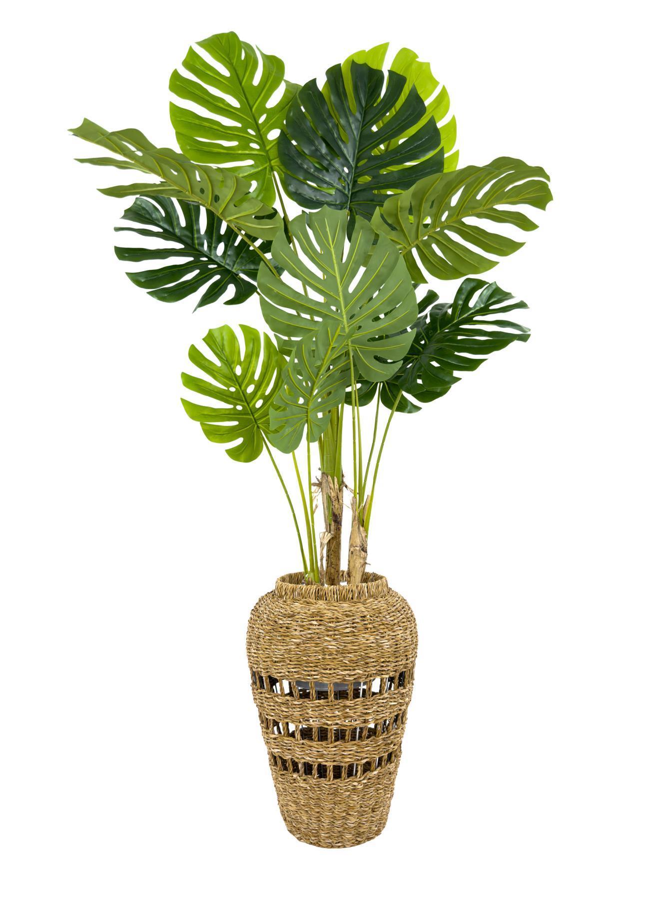 Luxury Monstera Bitkisi 180cm Hasır saksıda bohem3