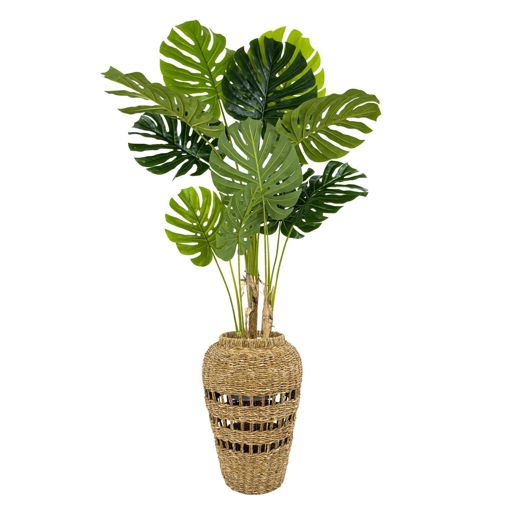 Luxury Monstera Bitkisi 180cm Hasır saksıda bohem3