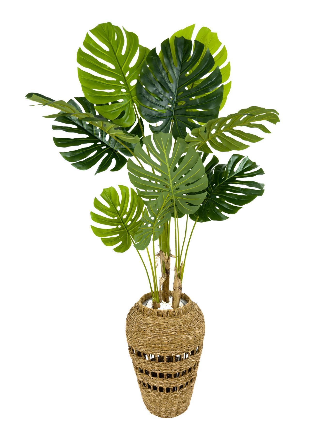 Luxury Monstera Bitkisi 180cm Hasır saksıda bohem3