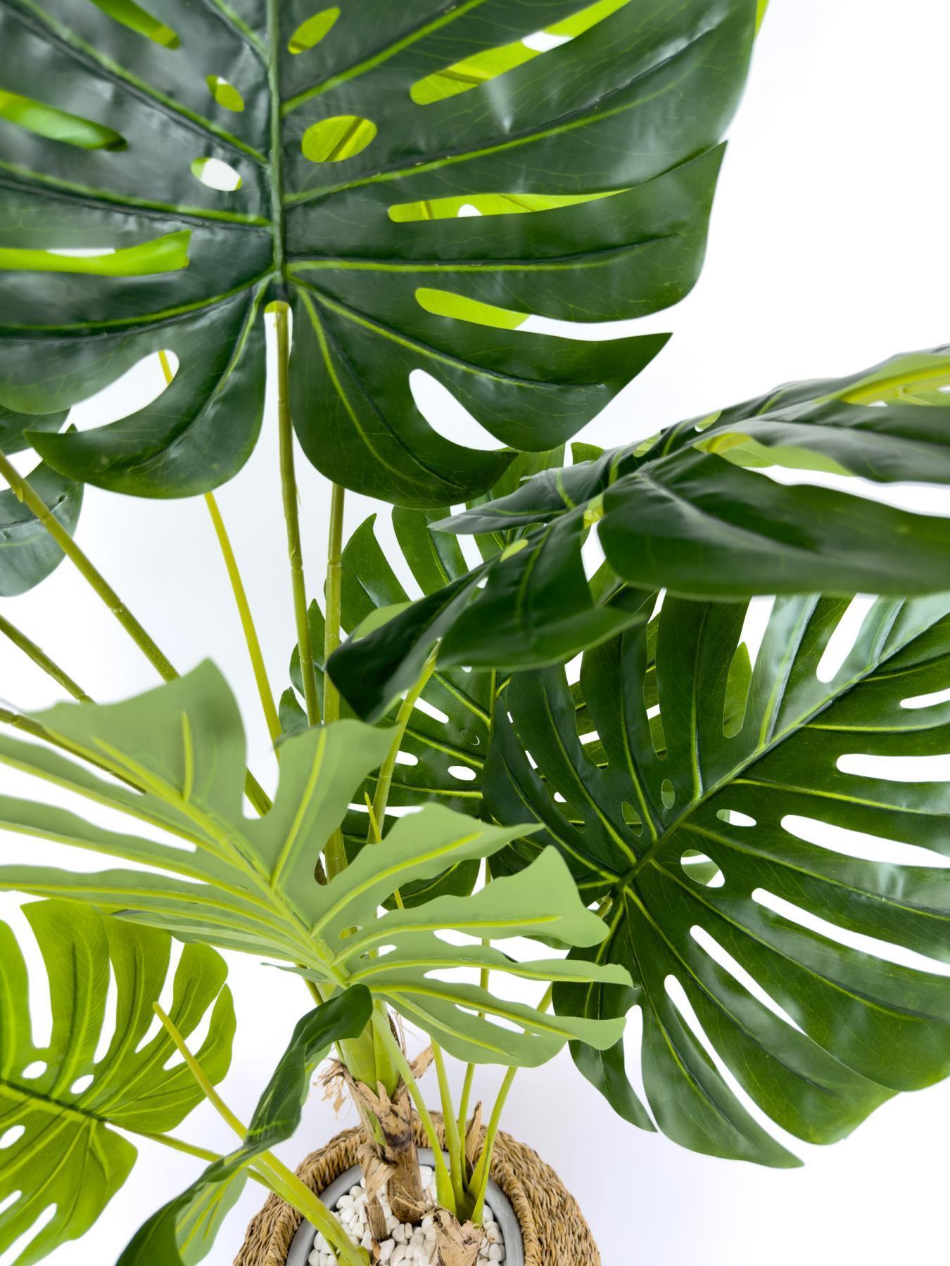 Luxury Monstera Bitkisi 180cm Hasır saksıda bohem3