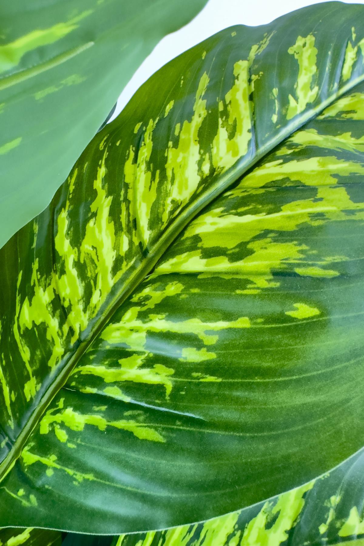Luxury Monstera ve Difenbahya Ağacı Hasır saksıda