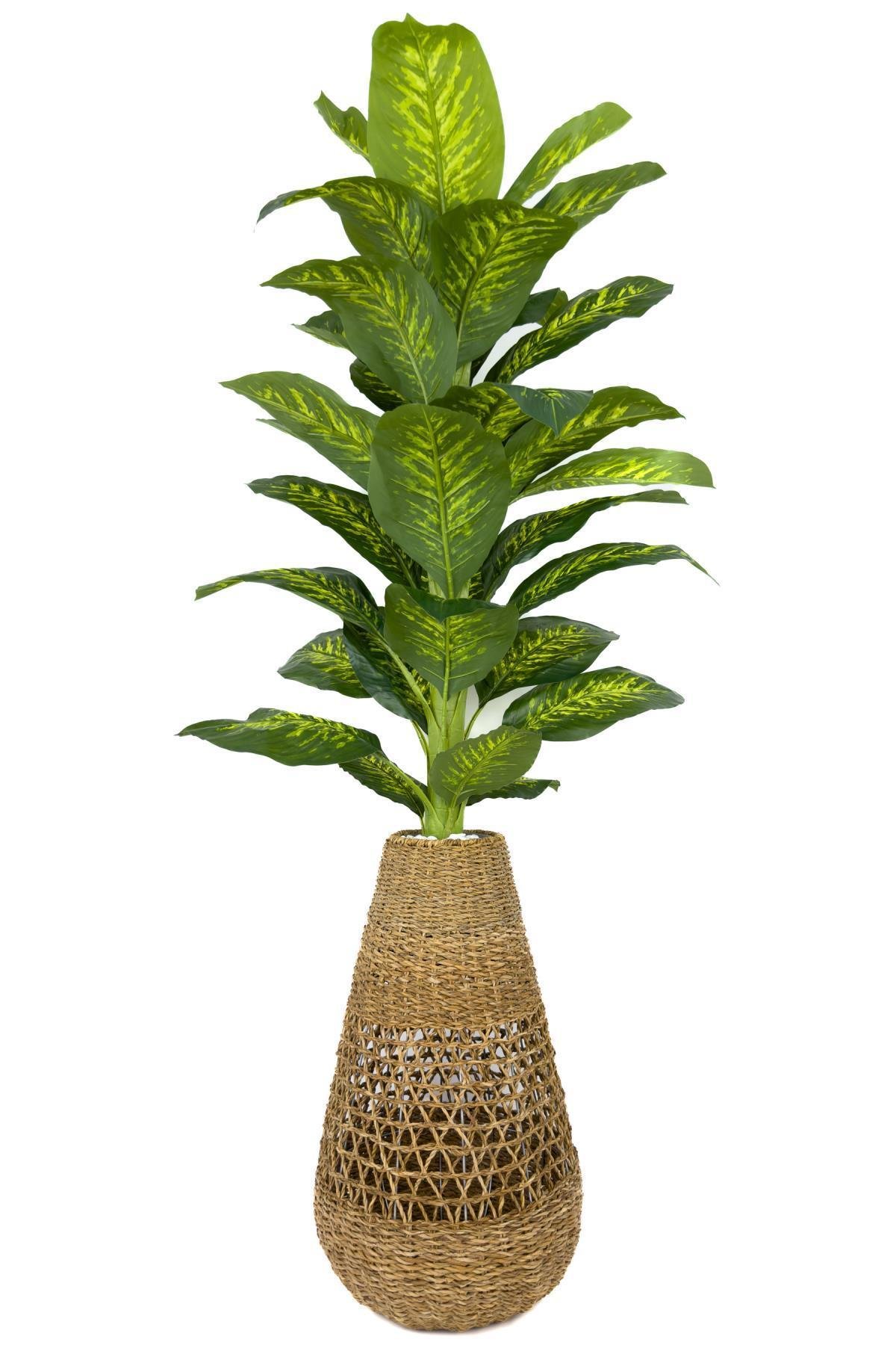 Luxury Monstera ve Difenbahya Ağacı Hasır saksıda