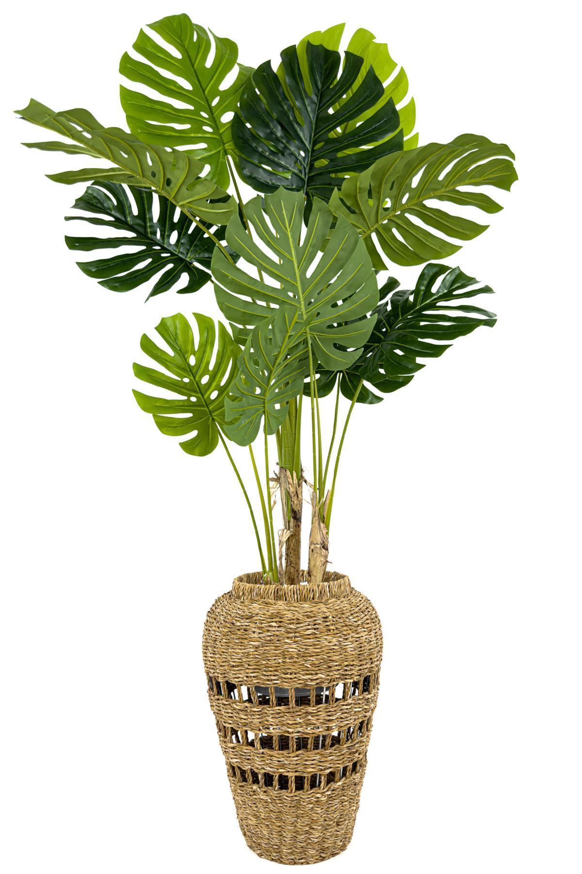 Luxury Monstera ve Difenbahya Ağacı Hasır saksıda