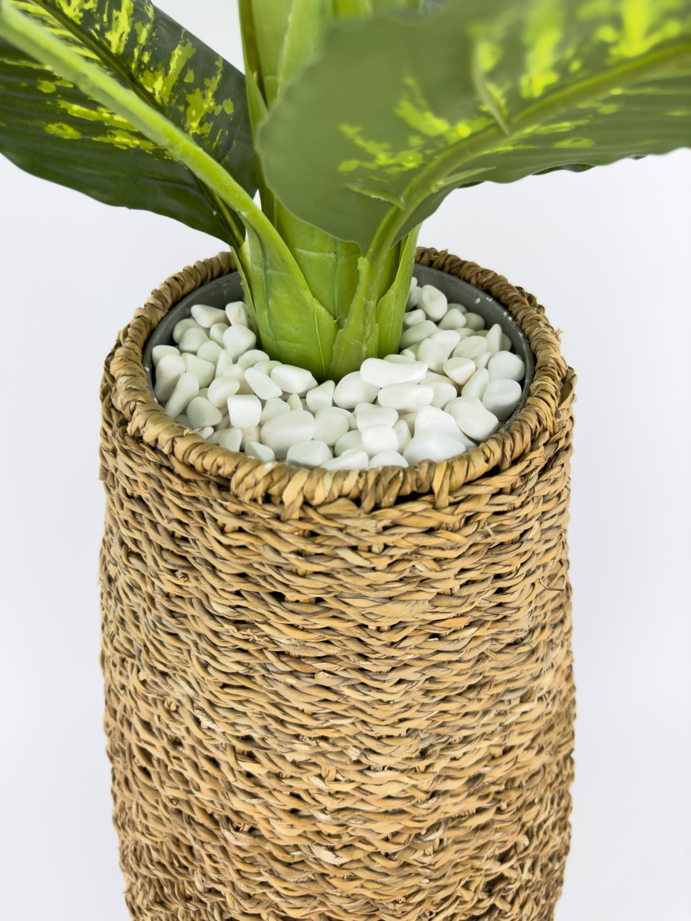Luxury Monstera ve Difenbahya Ağacı Hasır saksıda