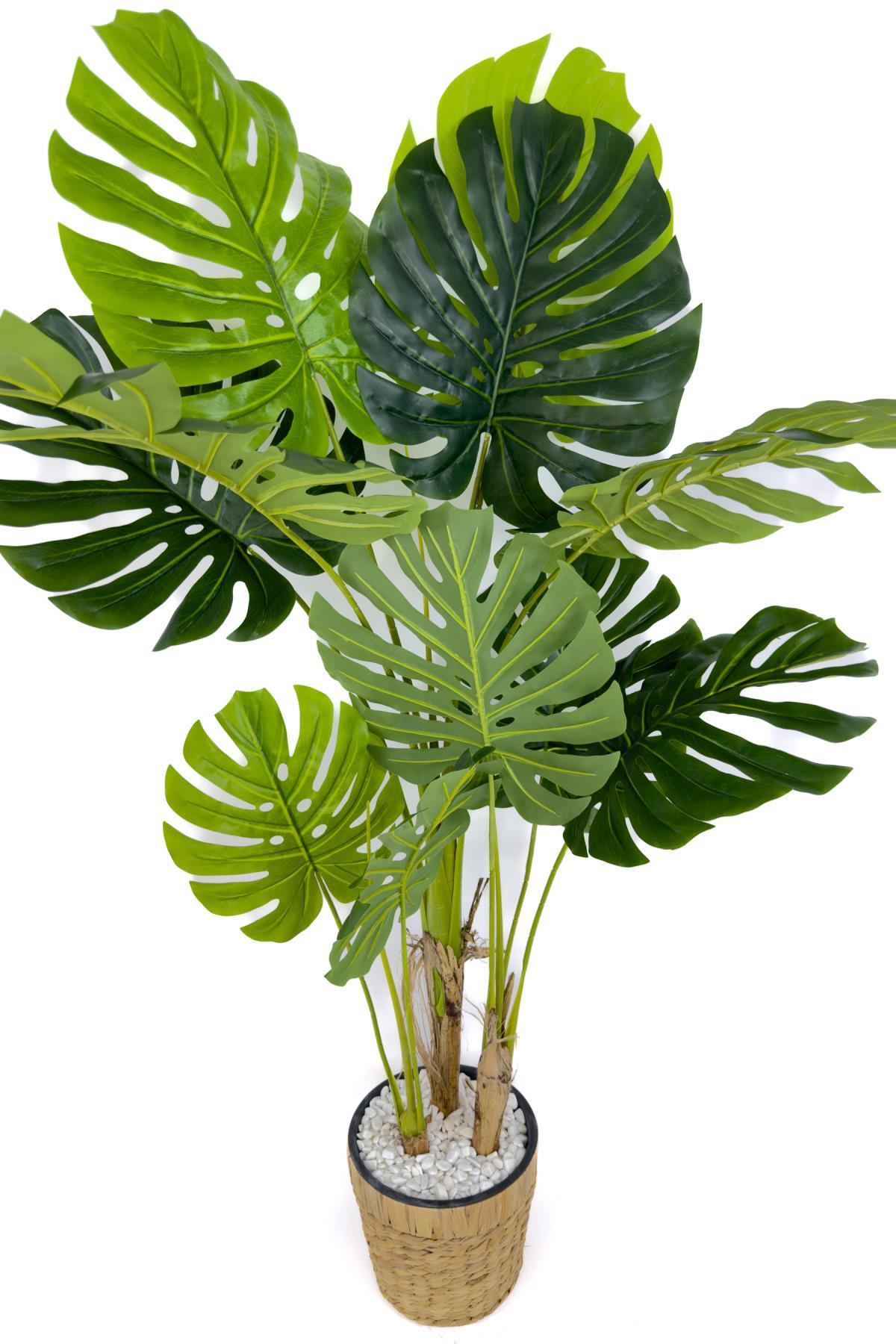 Monstera Ağacı 150cm fejka hasır saksıda