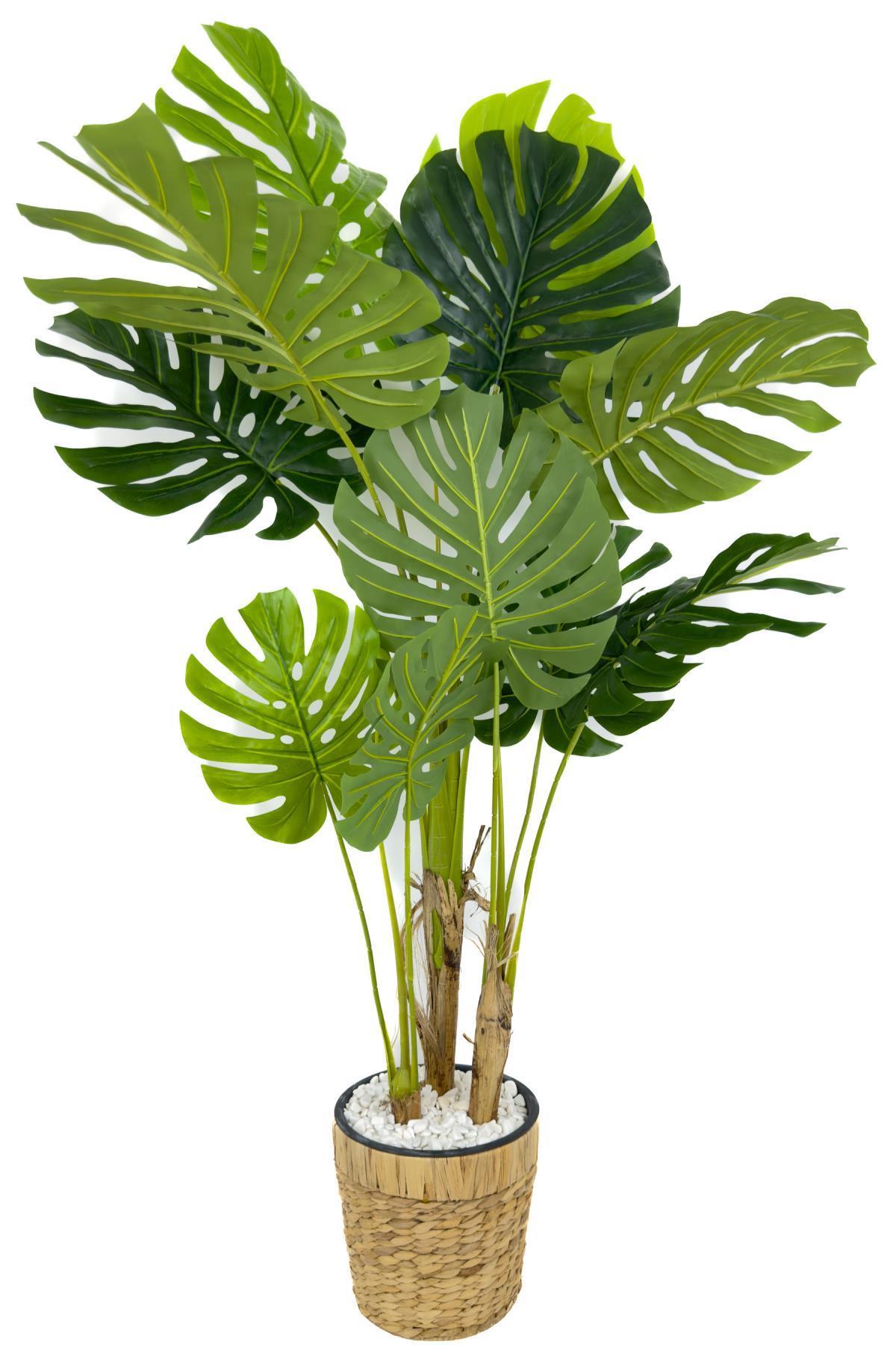 Monstera Ağacı 150cm fejka hasır saksıda