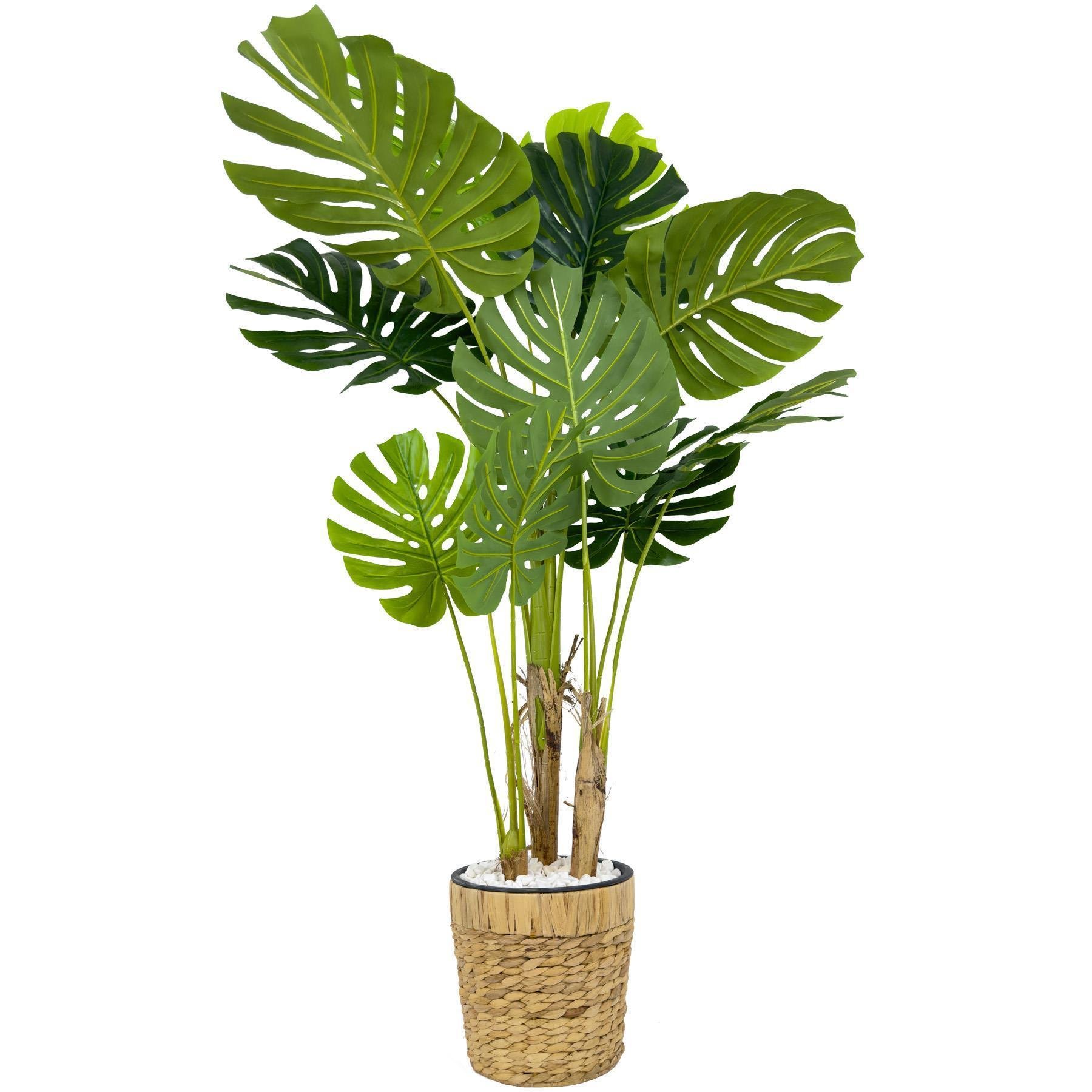 Monstera Ağacı 150cm fejka hasır saksıda