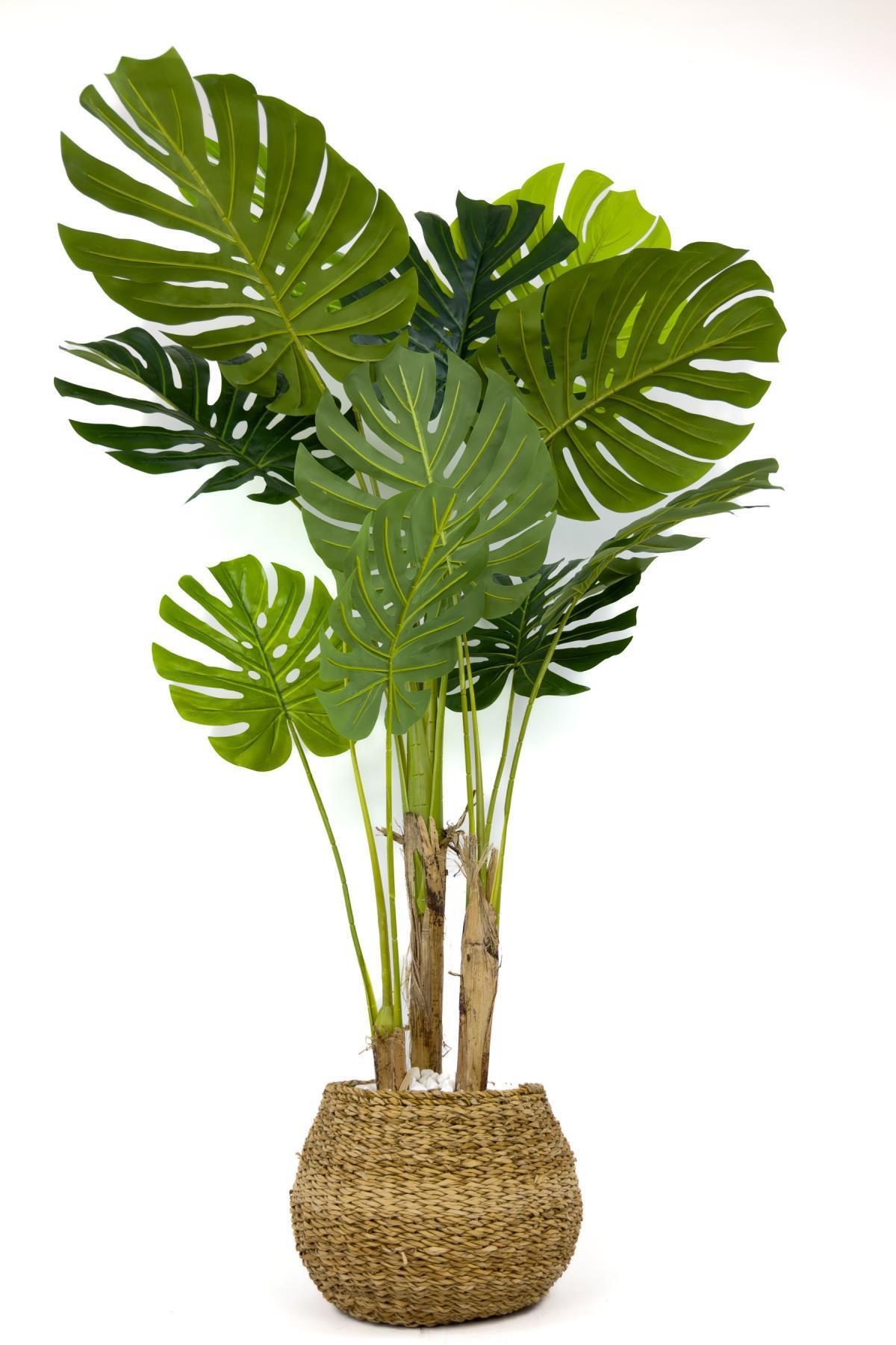 Monstera Ağacı 150cm geoit hasır saksıda