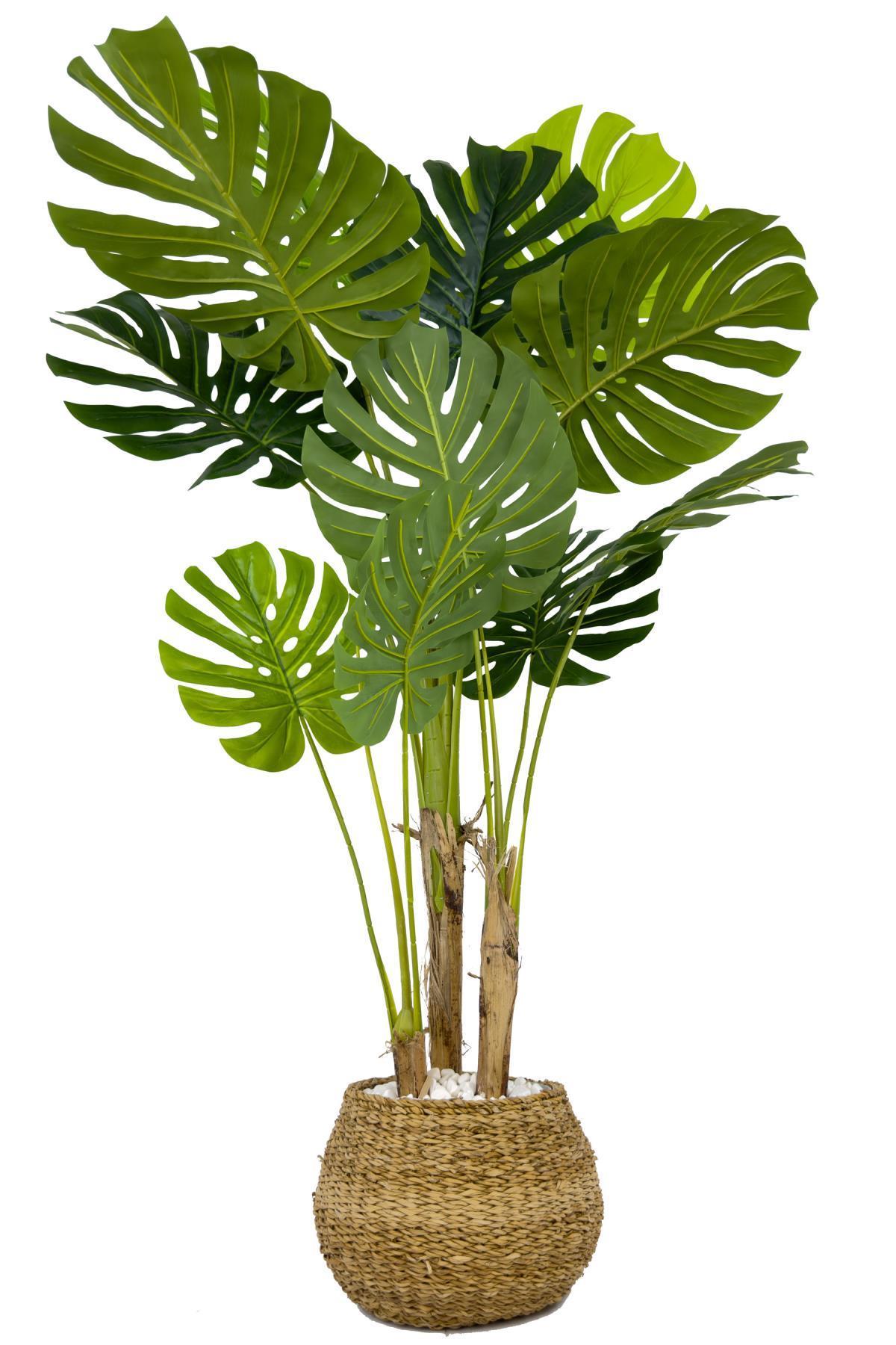 Monstera Ağacı 150cm geoit hasır saksıda