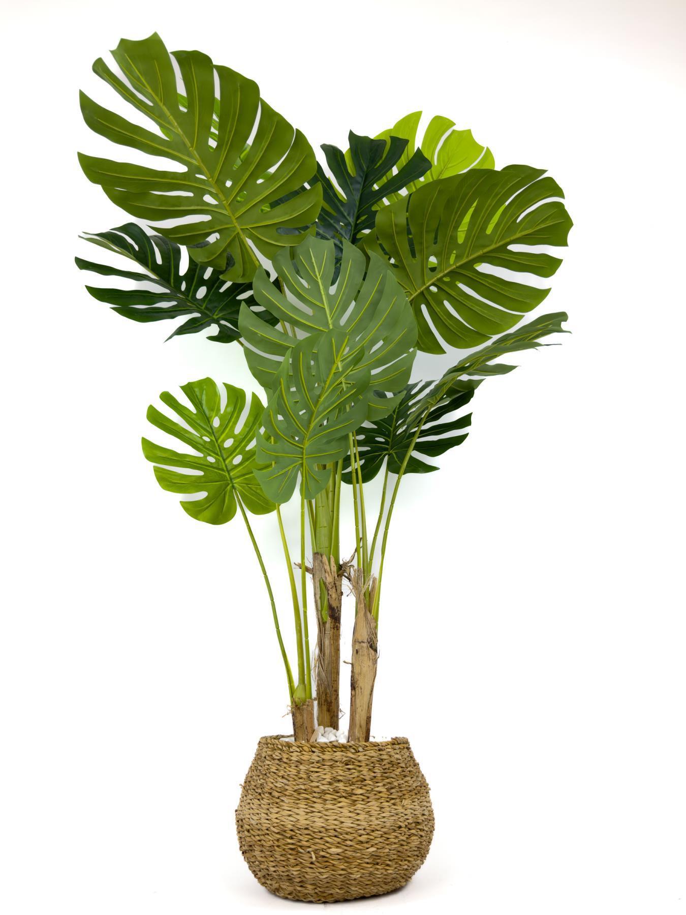 Monstera Ağacı 150cm geoit hasır saksıda