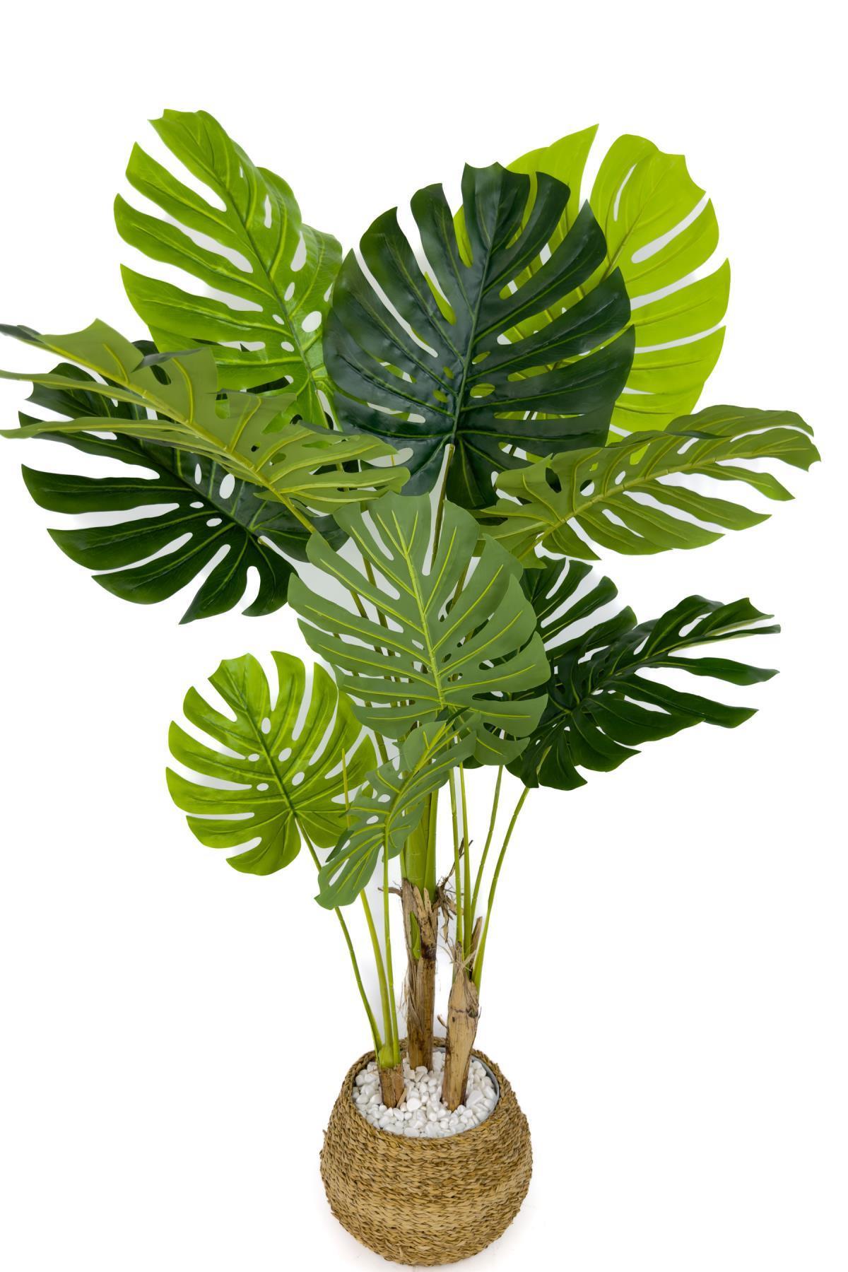 Monstera Ağacı 150cm geoit hasır saksıda