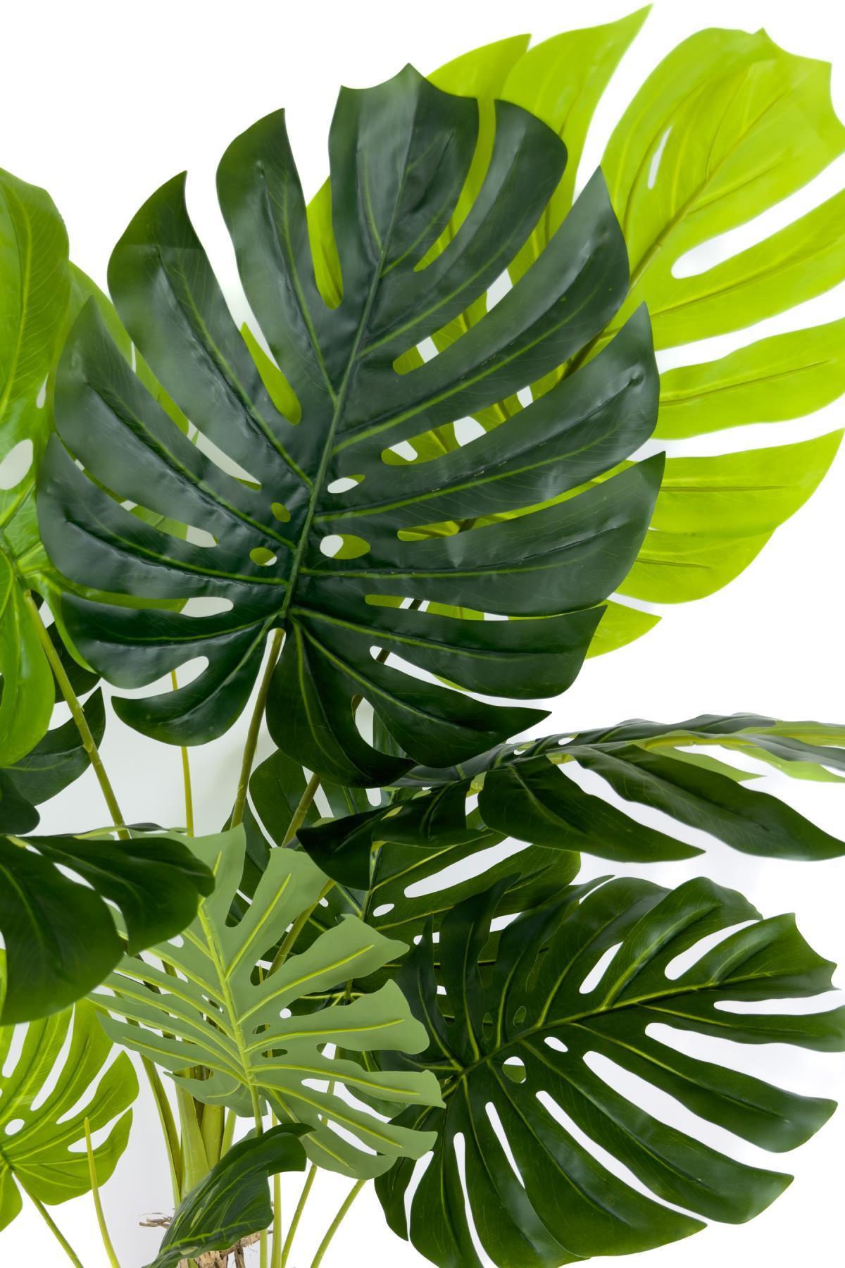Monstera Ağacı 150cm geoit hasır saksıda