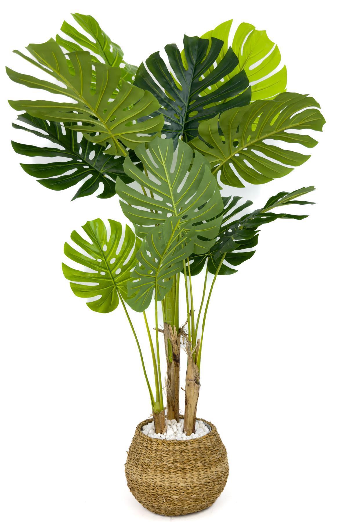 Monstera Ağacı 150cm geoit hasır saksıda
