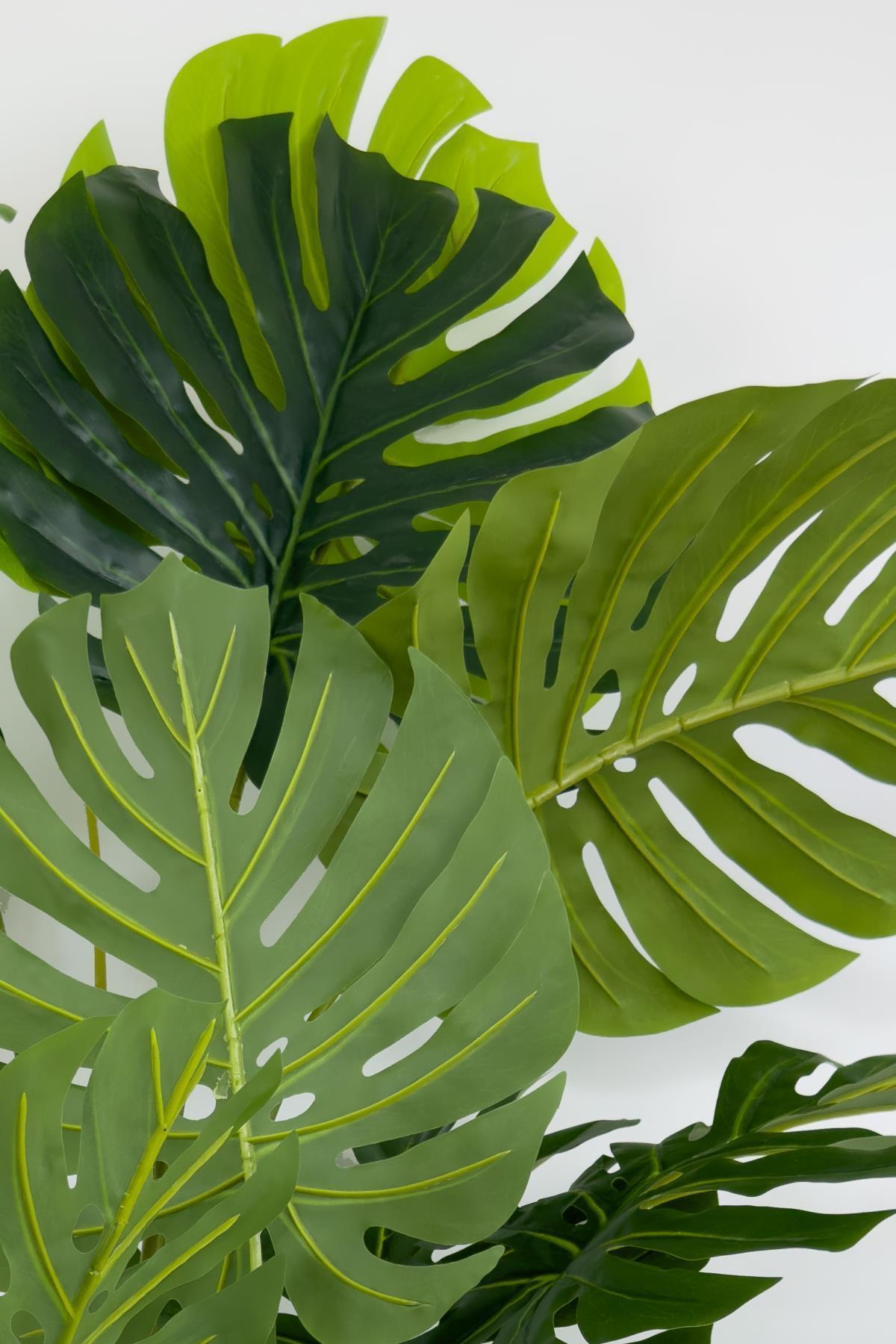 Monstera Ağacı 160cm siyah gümüş metal saksıda