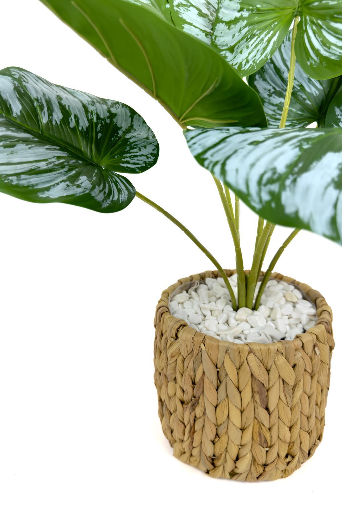 Monstera Bitkisi 50 cm hasır saksıda