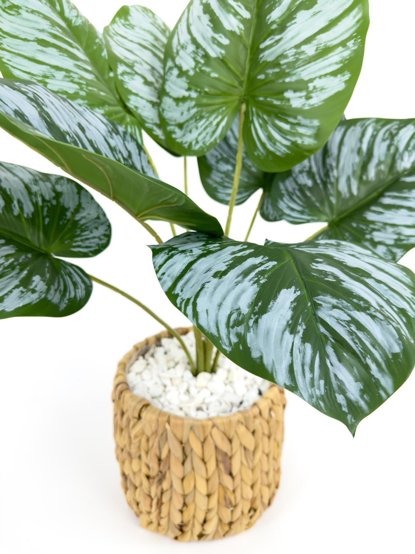 Monstera Bitkisi 50 cm hasır saksıda