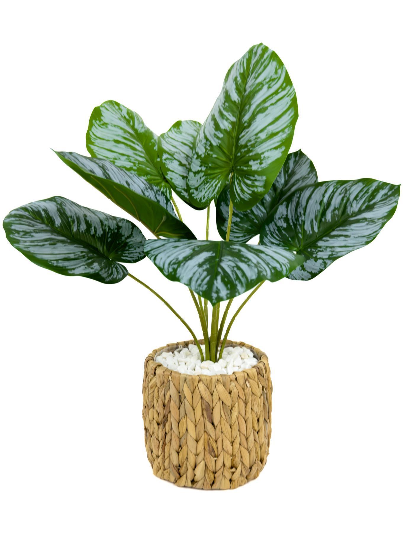 Monstera Bitkisi 50 cm hasır saksıda