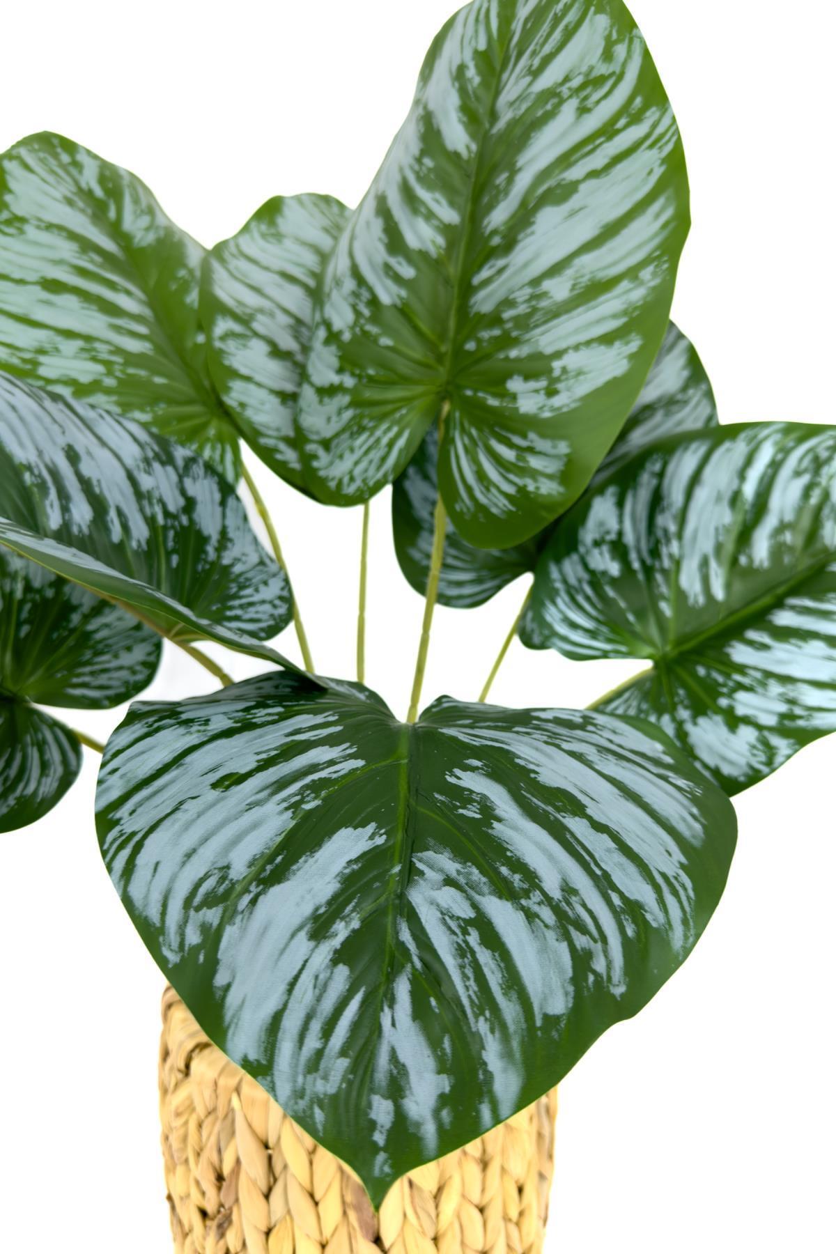 Monstera Bitkisi 50 cm hasır saksıda