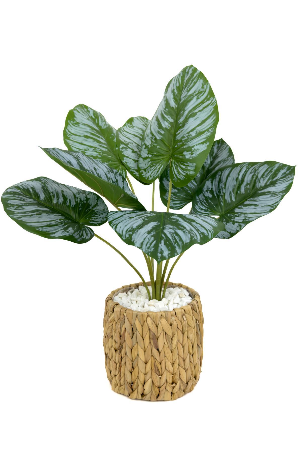 Monstera Bitkisi 50 cm hasır saksıda