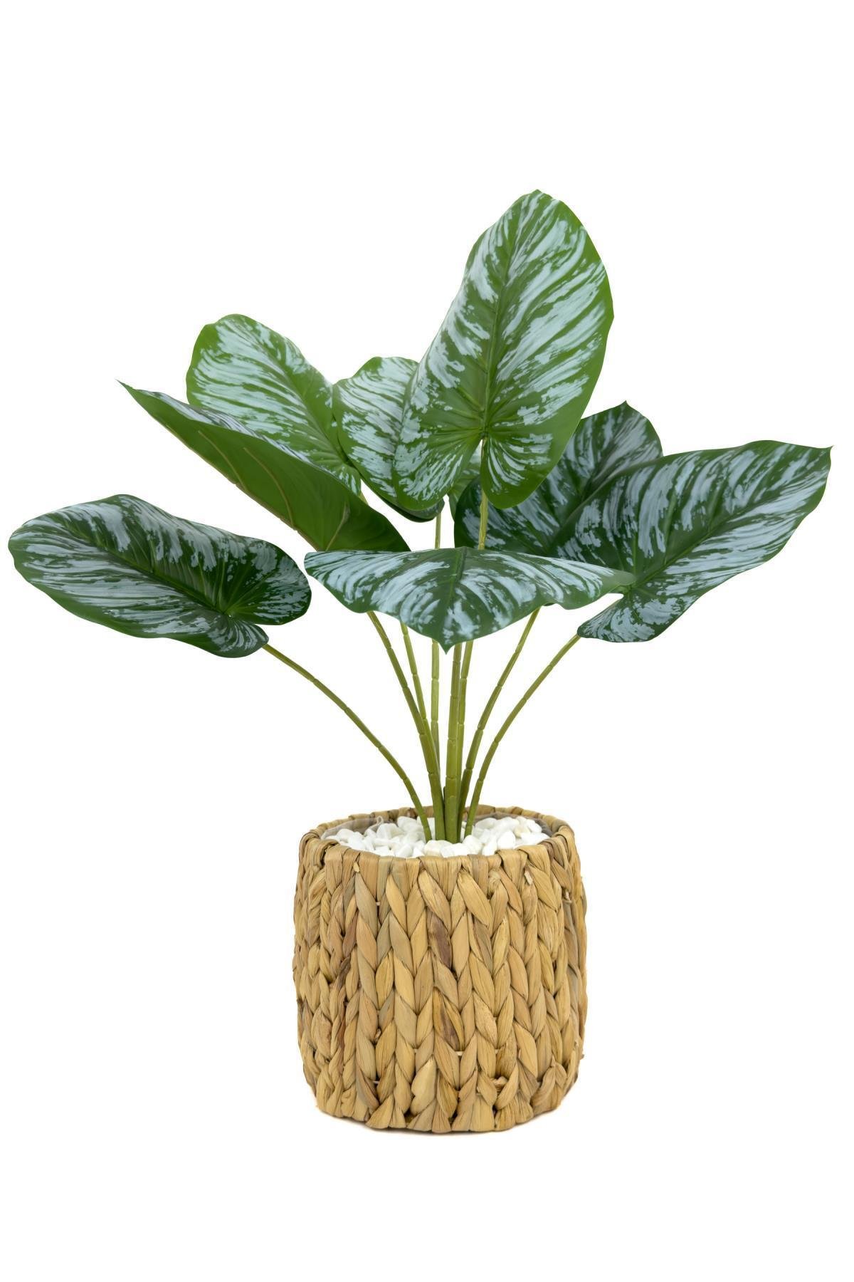 Monstera Bitkisi 50 cm hasır saksıda