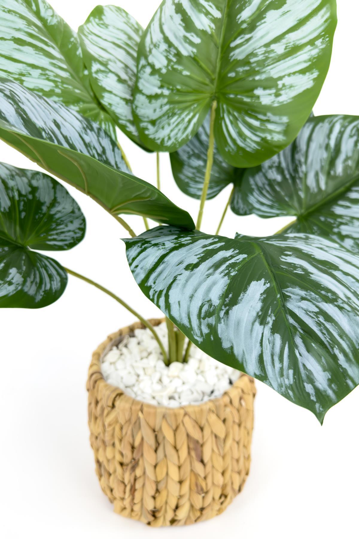 Monstera Bitkisi 50 cm hasır saksıda