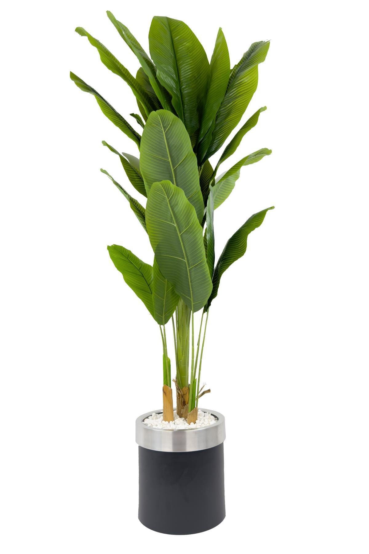 Muz Ağacı 200cm siyah gümüş metal saksıda