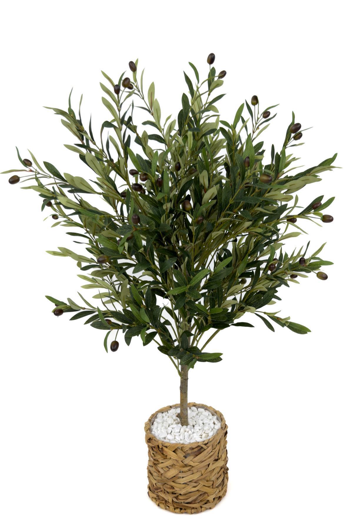 Zeytin Ağacı 100 cm hasır bohem1 saksıda