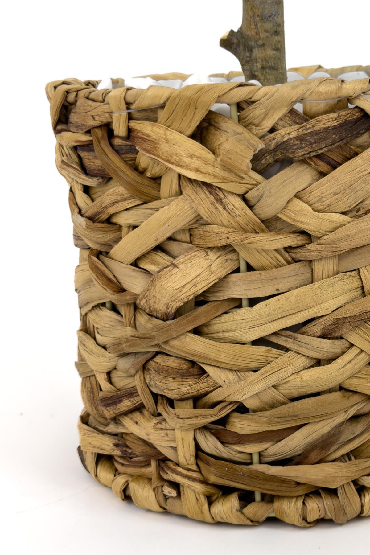 Zeytin Ağacı 100 cm hasır bohem1 saksıda