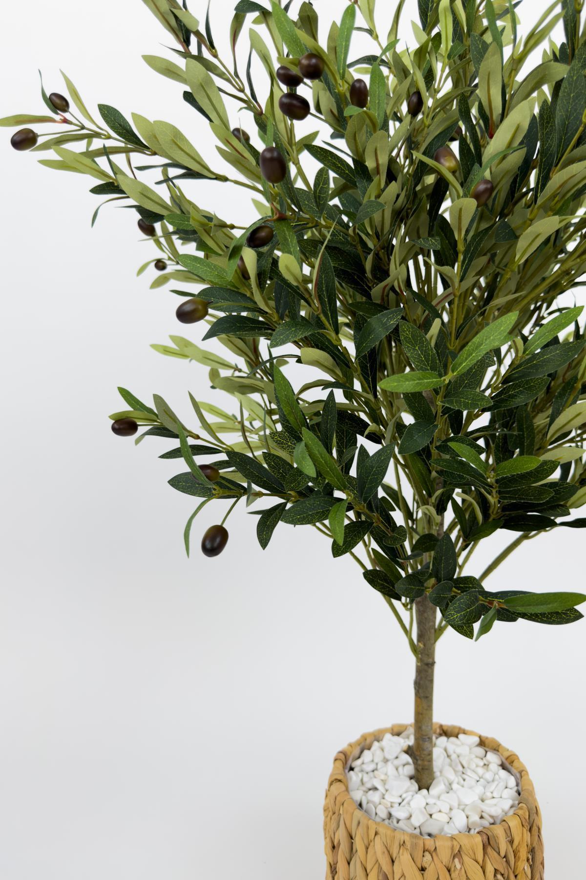 Zeytin Ağacı 100 cm hasır bohem2 saksıda