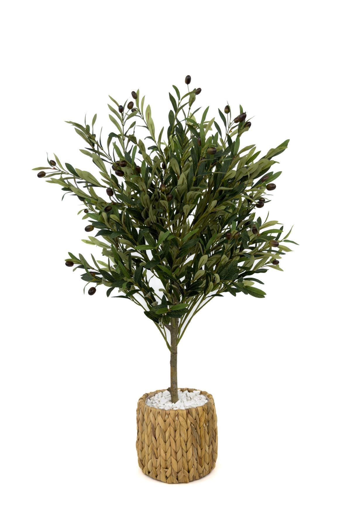 Zeytin Ağacı 100 cm hasır bohem2 saksıda