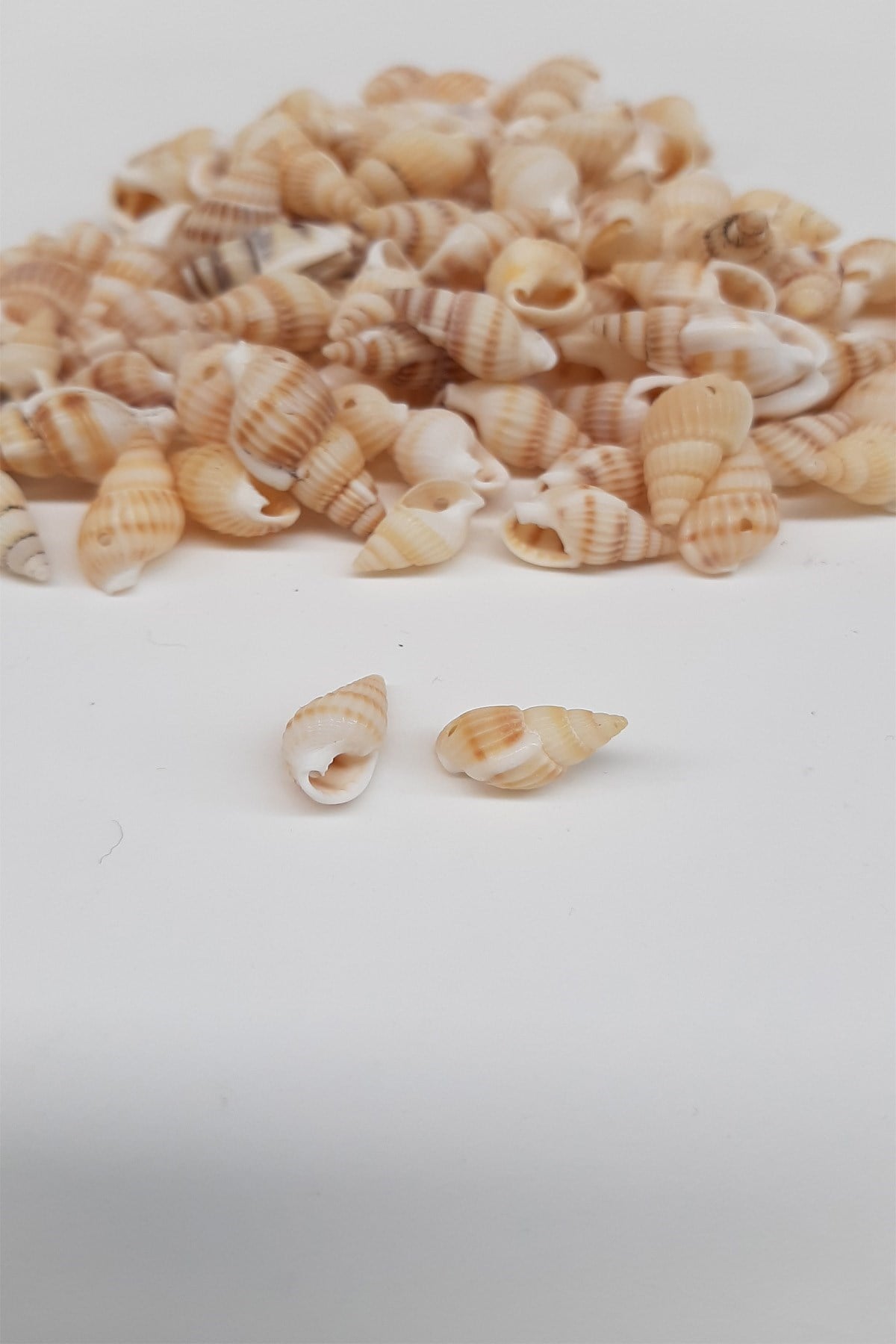 Krem İstiridye Deniz Kabuğu