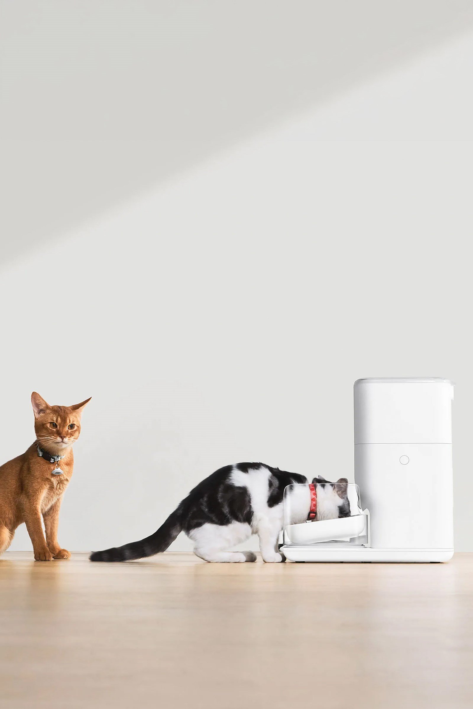 CATLINK Otomatik Mama Kabı 4 Lt PRO